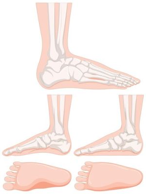 set-human-foot-bone_1308-71001